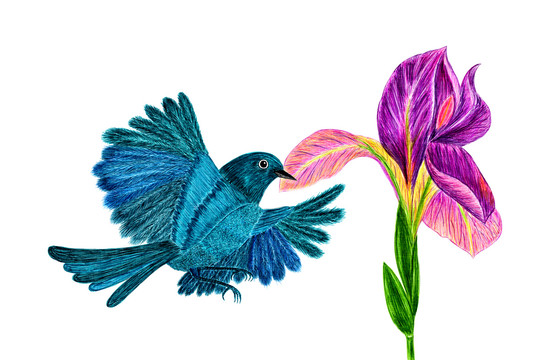 飛鳥與鳶尾花