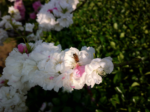 碧桃花