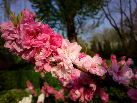 碧桃花