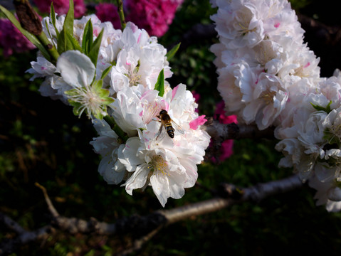 碧桃花