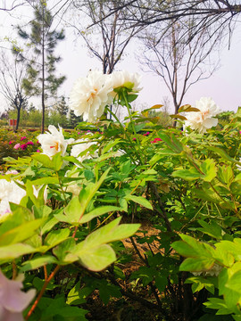 白牡丹花特写