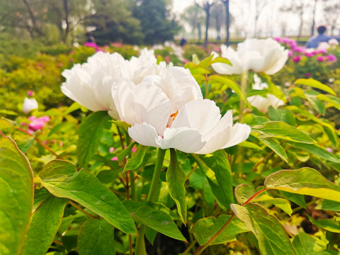 芍药花