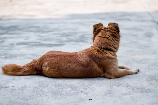 中华田园犬