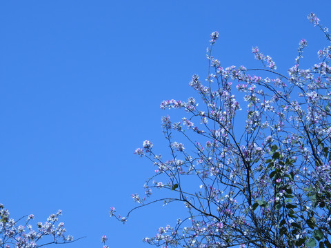 紫荆花素材