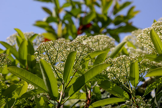 红叶石楠花