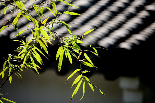 古建竹叶