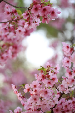 花卉边框