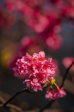 阳光下的红色樱花