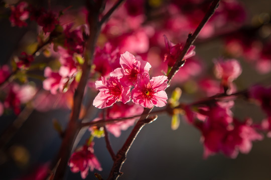 阳光下的红色樱花