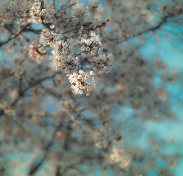 春天里的樱花特写