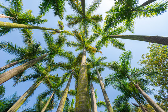 茂盛的大王椰树