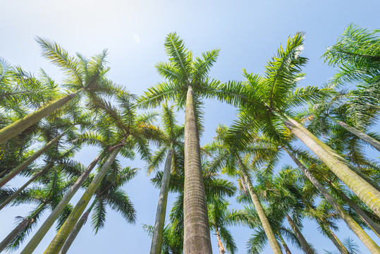 大夫山森林公园种植的大王椰树