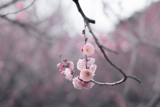 梅花枝条鲜花特写水墨画效果