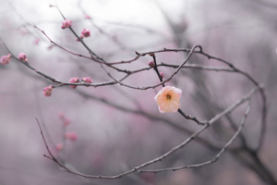 梅花枝条特写中国风水墨画效果