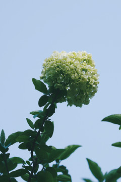 白色花朵中华木绣球春天风景