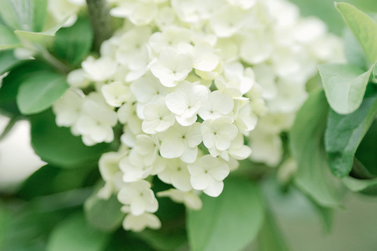 白色花朵中华木绣球春天风景