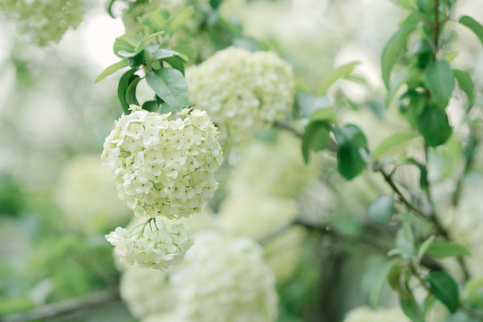 白色花朵中华木绣球春天风景