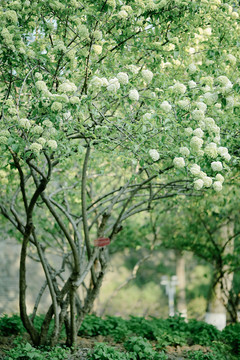 中华木绣球春天白色花朵树枝