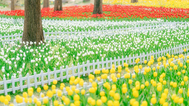 郁金香花海春天绿色背景