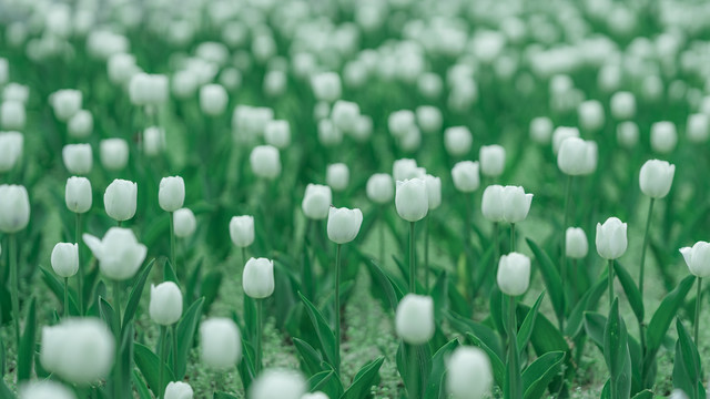 郁金香花海春天绿色背景