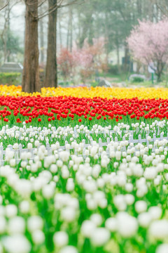 郁金香花海春天绿色背景