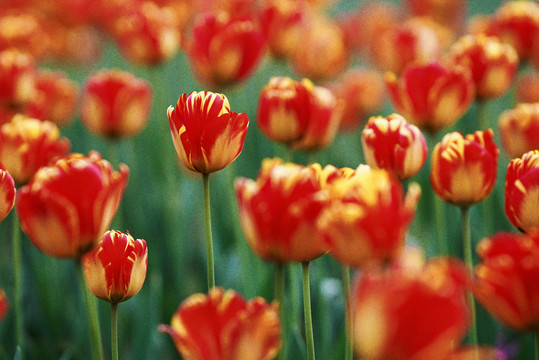 春天花卉鲜花郁金香花海