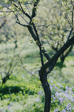 春天户外绿色树木植物