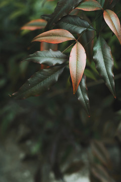 春天绿色背景树叶枝叶