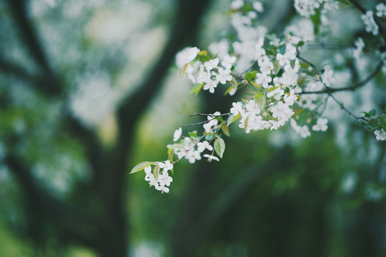 春天棠梨树白色梨花盛开