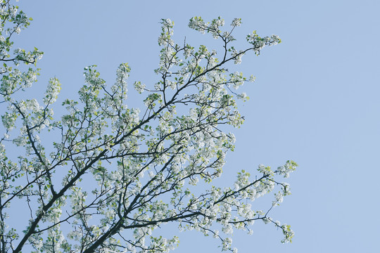 春天白色花朵一树梨花盛放