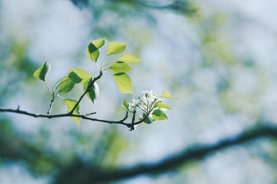 春天白色花朵梨花开放