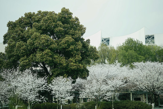 春天白色樱花树林公园