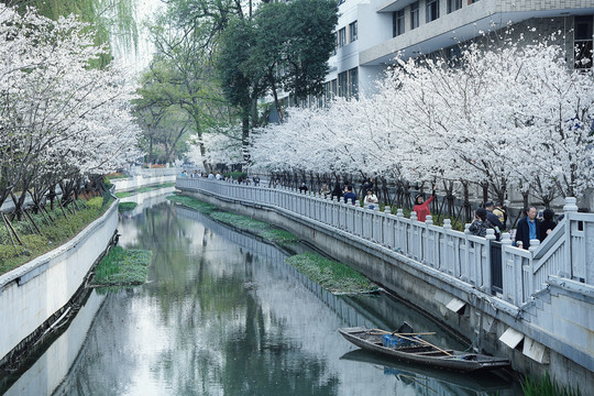 春天白色樱花树林公园