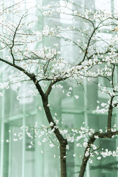 白色樱花春天花朵盛放