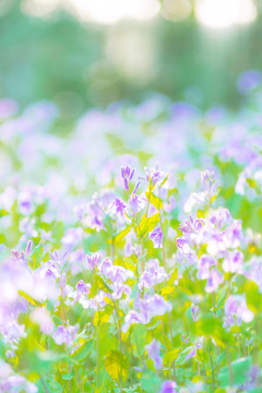 春天户外二月兰紫色花海花园