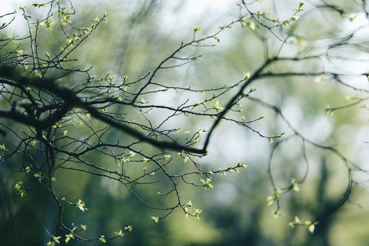 春天绿色植物树枝发芽绿叶