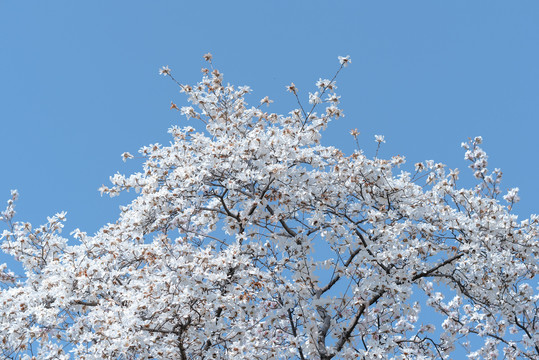 春天白色玉兰花蓝天白云