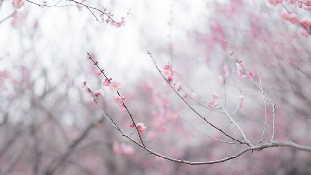 梅花花开枝条特写水墨画风格