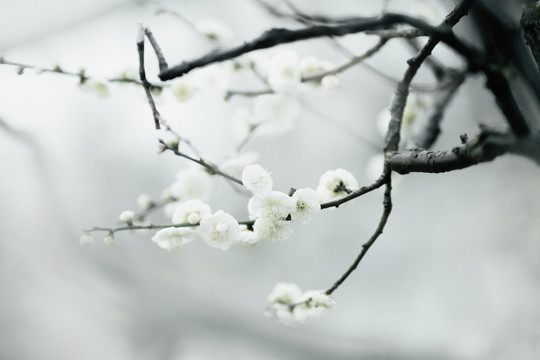 梅花花开枝条特写水墨画风格