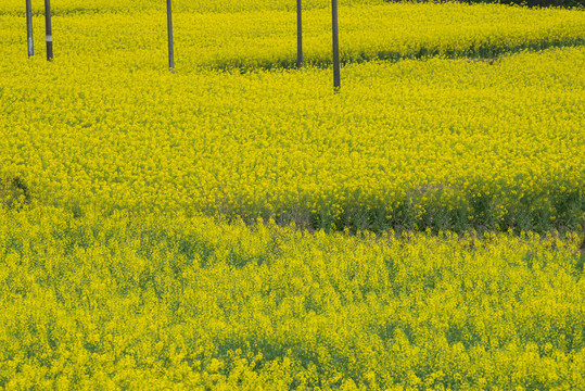 油菜花