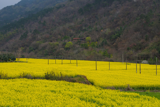 油菜花