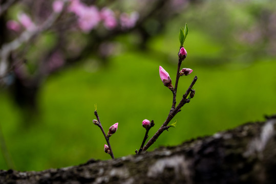 桃花