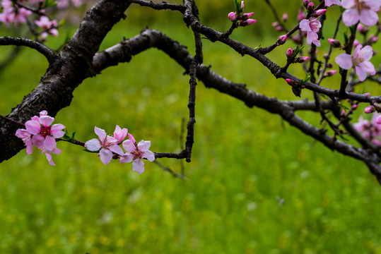 桃花