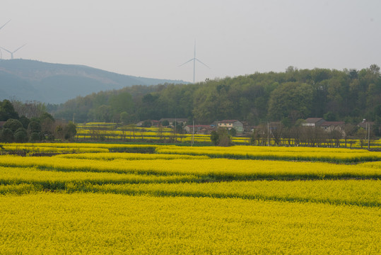 油菜花