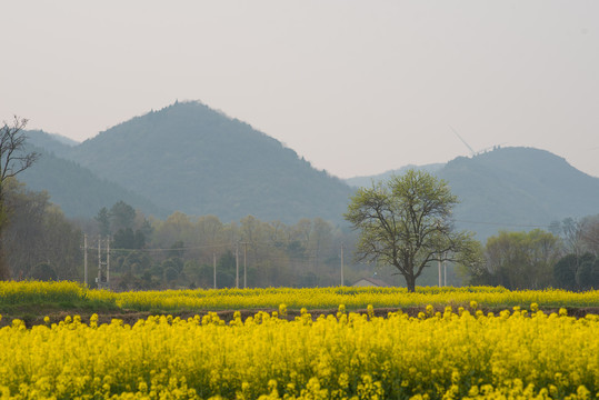 乡村风光