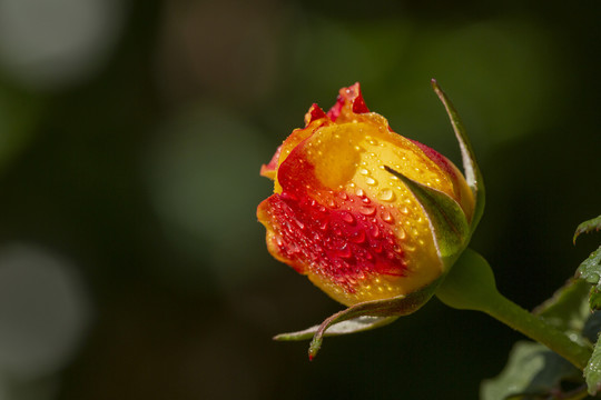 一朵月季花蕾