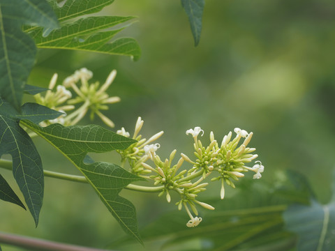 木瓜花