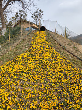 山花流淌