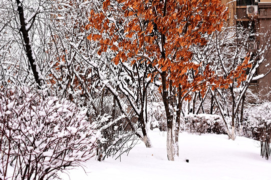 春雪