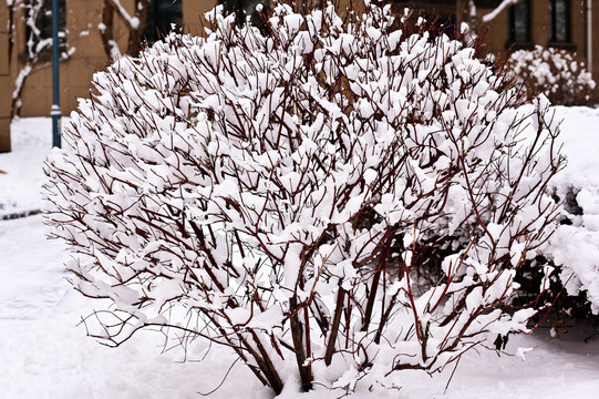 春雪